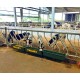 Rastrelliera inclinata 3m per vitelli fino a 18 mesi 7 posti