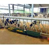Rastrelliera inclinata 3m per vitelli fino a 18 mesi 7 posti