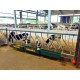 Rastrelliera inclinata per vitelli fino a 18 mesi  4m 10 posti /340mm18 mesi