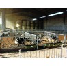 Rastrelliera inclinata 6m 16 posti per vitelli fino 18 mesi