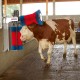 560 18820_c Spazzola HAPPY COW DUO