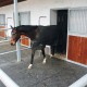 561 083178_h BELMONDO Paddock 4lat.p.1000x1000spess.24 mm